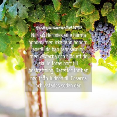 Picture 04 - Apostlagärningarna 12:19 SV1917 - När så Herodes ville hämta honom, men icke - Bible Verse Picture