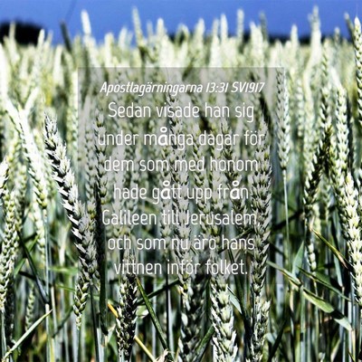 Picture 04 - Apostlagärningarna 13:31 SV1917 - Sedan visade han sig under många dagar för dem - Bible Verse Picture