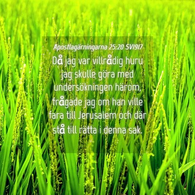 Picture 04 - Apostlagärningarna 25:20 SV1917 - Då jag var villrådig huru jag skulle göra med - Bible Verse Picture