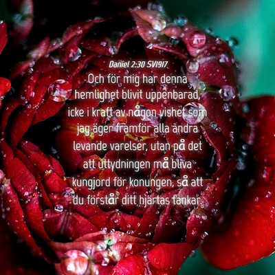 Picture 04 - Daniel 2:30 SV1917 - Och för mig har denna hemlighet blivit - Bible Verse Picture