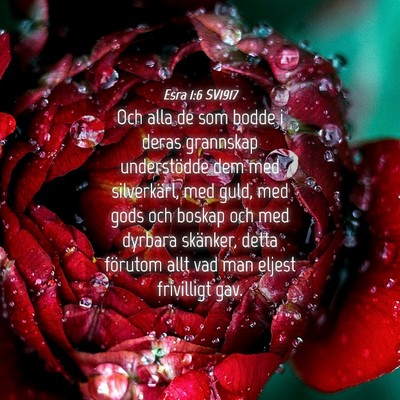 Picture 04 - Esra 1:6 SV1917 - Och alla de som bodde i deras grannskap - Bible Verse Picture