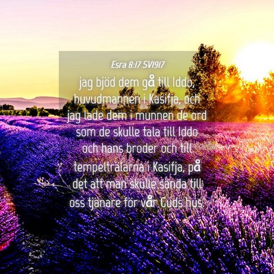 Picture 04 - Esra 8:17 SV1917 - jag bjöd dem gå till Iddo, huvudmannen i - Bible Verse Picture