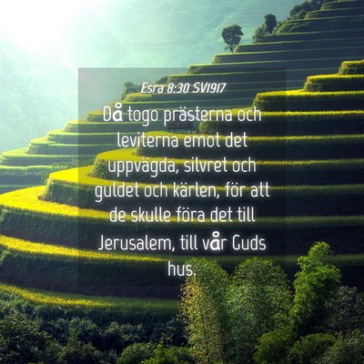 Picture 04 - Esra 8:30 SV1917 - Då togo prästerna och leviterna emot det - Bible Verse Picture