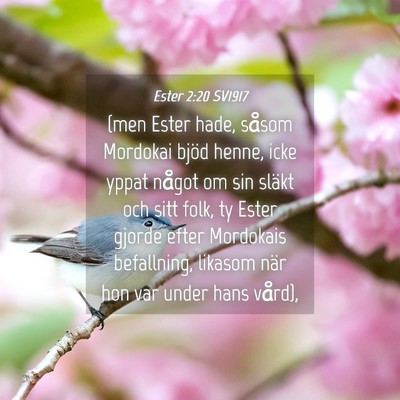 Picture 04 - Ester 2:20 SV1917 - (men Ester hade, såsom Mordokai bjöd henne, - Bible Verse Picture