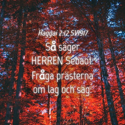 Picture 04 - Haggai 2:12 SV1917 - Så säger HERREN Sebaot: Fråga prästerna om - Bible Verse Picture
