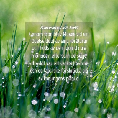 Picture 04 - Hebreerbrevet 11:23 SV1917 - Genom tron blev Moses vid sin födelse dold av - Bible Verse Picture