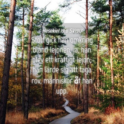 Picture 04 - Hesekiel 19:6 SV1917 - Stolt gick han omkring bland lejonen, ja, han - Bible Verse Picture