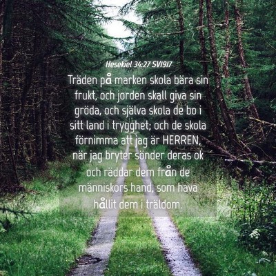 Picture 04 - Hesekiel 34:27 SV1917 - Träden på marken skola bära sin frukt, och - Bible Verse Picture