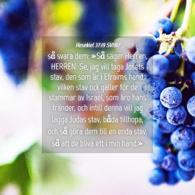 Picture 04 - Hesekiel 37:19 SV1917 - så svara dem: »Så säger Herren, HERREN: Se, - Bible Verse Picture