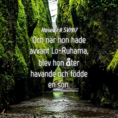 Picture 04 - Hosea 1:8 SV1917 - Och när hon hade avvant Lo-Ruhama, blev hon - Bible Verse Picture