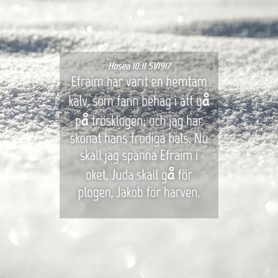 Picture 04 - Hosea 10:11 SV1917 - Efraim har varit en hemtam kalv, som fann behag i - Bible Verse Picture