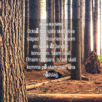 Picture 04 - Hosea 10:6 SV1917 - Också han själv skall bliva släpad till - Bible Verse Picture