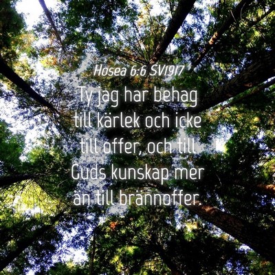 Picture 04 - Hosea 6:6 SV1917 - Ty jag har behag till kärlek och icke till - Bible Verse Picture