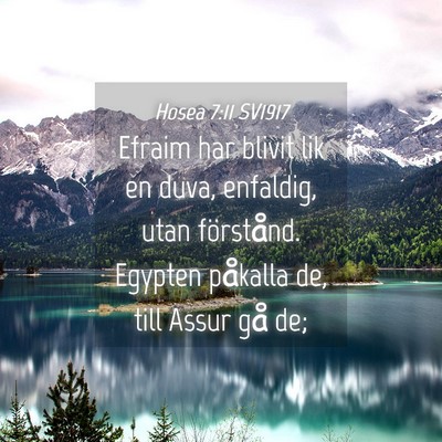Picture 04 - Hosea 7:11 SV1917 - Efraim har blivit lik en duva, enfaldig, utan - Bible Verse Picture