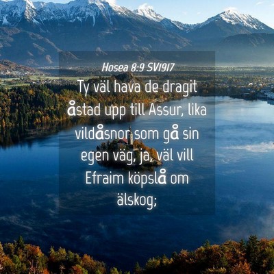 Picture 04 - Hosea 8:9 SV1917 - Ty väl hava de dragit åstad upp till Assur, - Bible Verse Picture