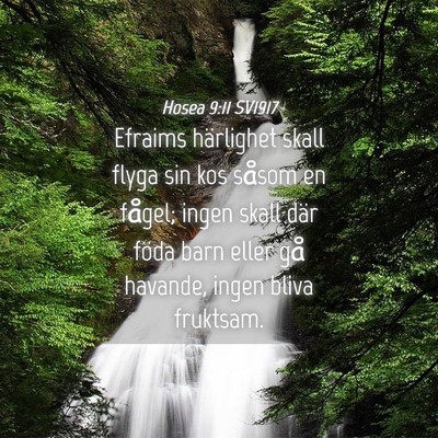 Picture 04 - Hosea 9:11 SV1917 - Efraims härlighet skall flyga sin kos såsom en - Bible Verse Picture