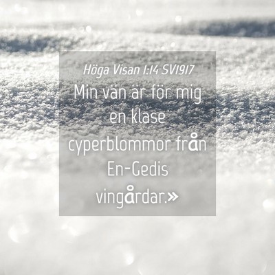 Picture 04 - Höga Visan 1:14 SV1917 - Min vän är för mig en klase cyperblommor från - Bible Verse Picture