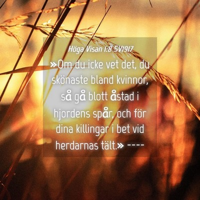 Picture 04 - Höga Visan 1:8 SV1917 - »Om du icke vet det, du skönaste bland kvinnor, - Bible Verse Picture