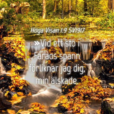 Picture 04 - Höga Visan 1:9 SV1917 - »Vid ett sto i Faraos spann förliknar jag dig, - Bible Verse Picture