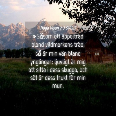 Picture 04 - Höga Visan 2:3 SV1917 - »Såsom ett äppelträd bland vildmarkens träd, - Bible Verse Picture