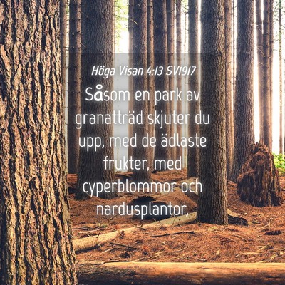 Picture 04 - Höga Visan 4:13 SV1917 - Såsom en park av granatträd skjuter du upp, med - Bible Verse Picture
