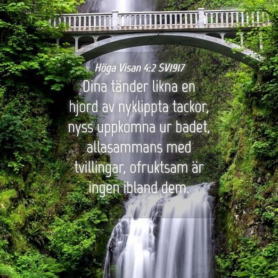 Picture 04 - Höga Visan 4:2 SV1917 - Dina tänder likna en hjord av nyklippta tackor, - Bible Verse Picture