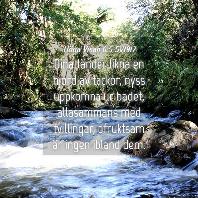 Picture 04 - Höga Visan 6:5 SV1917 - Dina tänder likna en hjord av tackor, nyss - Bible Verse Picture