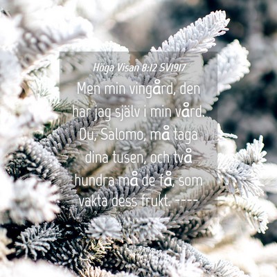 Picture 04 - Höga Visan 8:12 SV1917 - Men min vingård, den har jag själv i min vård. - Bible Verse Picture