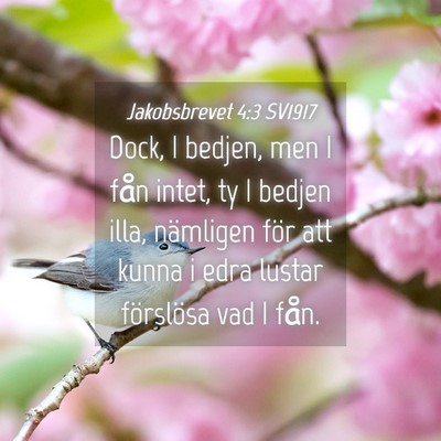 Picture 04 - Jakobsbrevet 4:3 SV1917 - Dock, I bedjen, men I fån intet, ty I bedjen - Bible Verse Picture