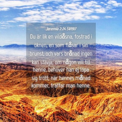 Picture 04 - Jeremia 2:24 SV1917 - Du är lik en vildåsna, fostrad i öknen, en som - Bible Verse Picture