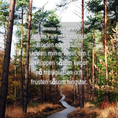 Picture 04 - Jeremia 50:11 SV1917 - Ja, om I än glädjens och fröjden eder, I som - Bible Verse Picture