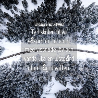 Picture 04 - Jesaja 1:30 SV1917 - Ty I skolen bliva såsom en terebint med vissnade - Bible Verse Picture