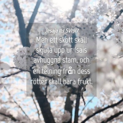 Picture 04 - Jesaja 11:1 SV1917 - Men ett skott skall skjuta upp ur Isais avhuggna - Bible Verse Picture