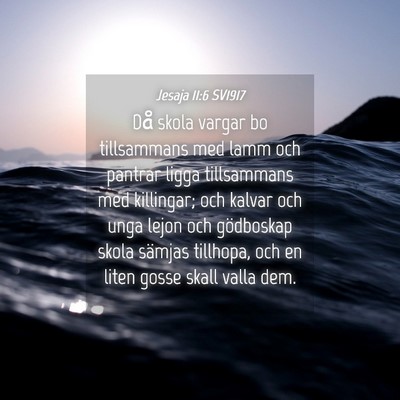 Picture 04 - Jesaja 11:6 SV1917 - Då skola vargar bo tillsammans med lamm och - Bible Verse Picture