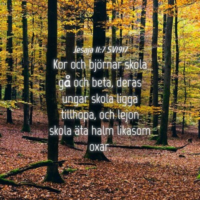 Picture 04 - Jesaja 11:7 SV1917 - Kor och björnar skola gå och beta, deras ungar - Bible Verse Picture