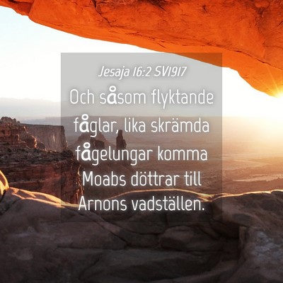 Picture 04 - Jesaja 16:2 SV1917 - Och såsom flyktande fåglar, lika skrämda - Bible Verse Picture