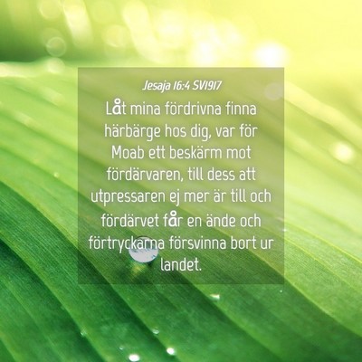 Picture 04 - Jesaja 16:4 SV1917 - Låt mina fördrivna finna härbärge hos dig, - Bible Verse Picture