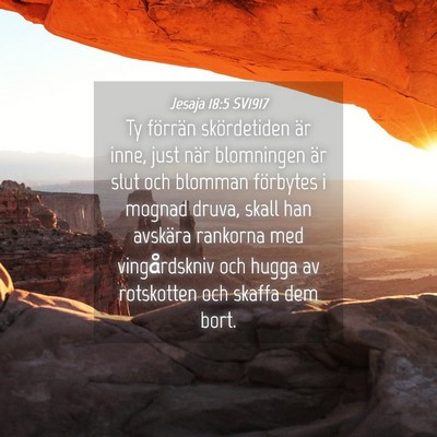 Picture 04 - Jesaja 18:5 SV1917 - Ty förrän skördetiden är inne, just när - Bible Verse Picture