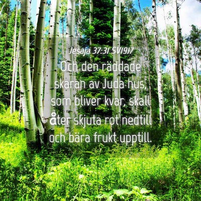 Picture 04 - Jesaja 37:31 SV1917 - Och den räddade skaran av Juda hus, som bliver - Bible Verse Picture