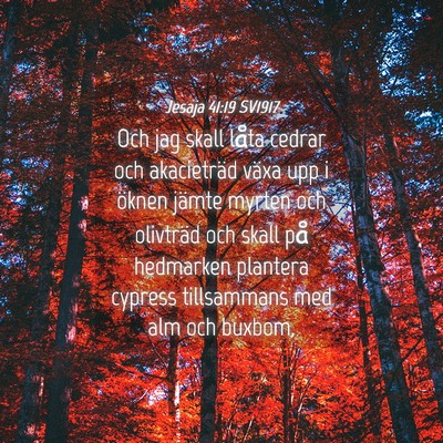 Picture 04 - Jesaja 41:19 SV1917 - Och jag skall låta cedrar och akacieträd växa - Bible Verse Picture