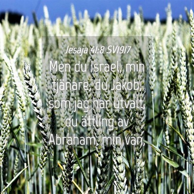 Picture 04 - Jesaja 41:8 SV1917 - Men du Israel, min tjänare, du Jakob, som jag - Bible Verse Picture