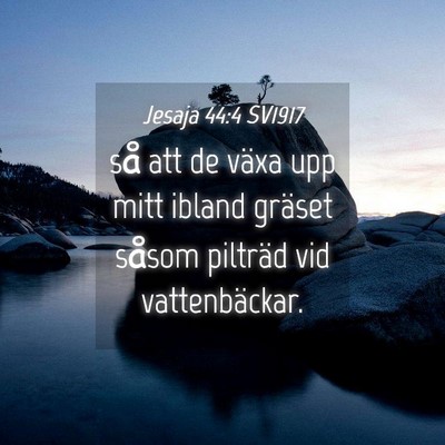 Picture 04 - Jesaja 44:4 SV1917 - så att de växa upp mitt ibland gräset såsom - Bible Verse Picture