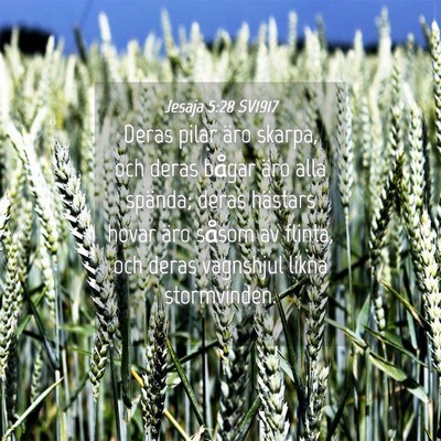 Picture 04 - Jesaja 5:28 SV1917 - Deras pilar äro skarpa, och deras bågar äro - Bible Verse Picture