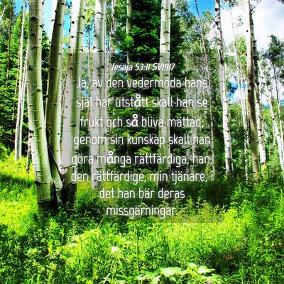 Picture 04 - Jesaja 53:11 SV1917 - Ja, av den vedermöda hans själ har utstått - Bible Verse Picture