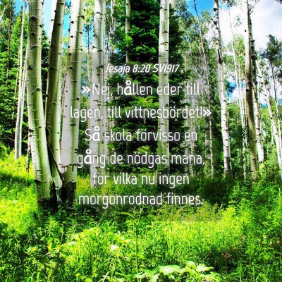 Picture 04 - Jesaja 8:20 SV1917 - »Nej, hållen eder till lagen, till - Bible Verse Picture