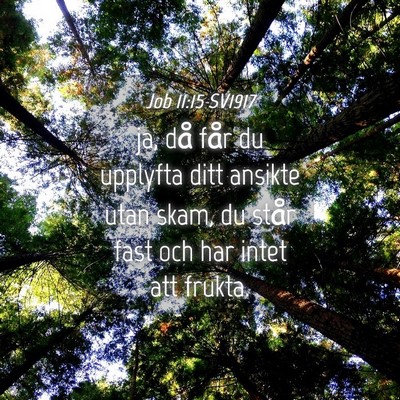 Picture 04 - Job 11:15 SV1917 - ja, då får du upplyfta ditt ansikte utan skam, - Bible Verse Picture