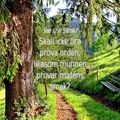 Picture 04 - Job 12:11 SV1917 - Skall icke öra pröva orden, likasom munnen - Bible Verse Picture