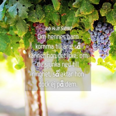 Picture 04 - Job 14:21 SV1917 - Om hennes barn komma till ära, så känner hon - Bible Verse Picture