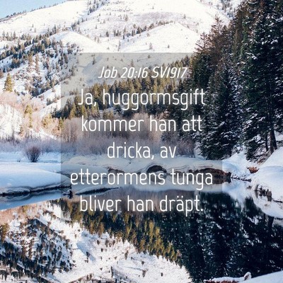 Picture 04 - Job 20:16 SV1917 - Ja, huggormsgift kommer han att dricka, av - Bible Verse Picture