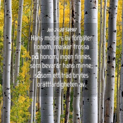 Picture 04 - Job 24:20 SV1917 - Hans moders liv förgäter honom, maskar frossa - Bible Verse Picture